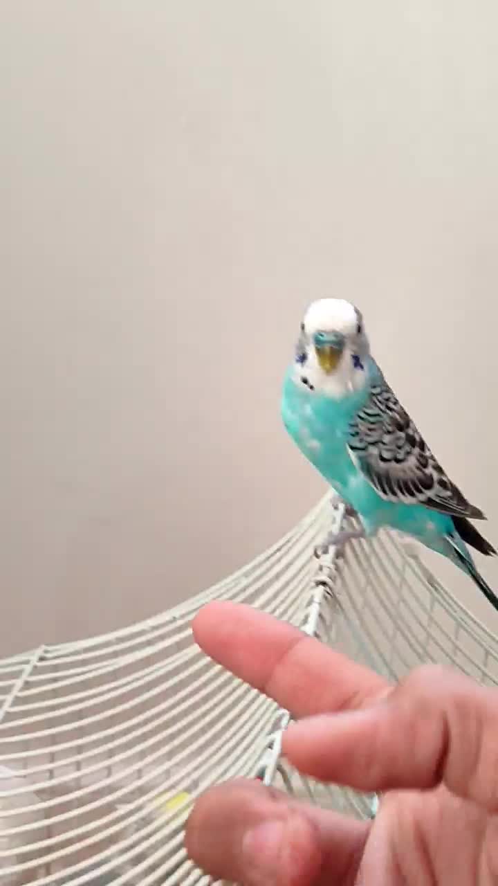 مرغ عشق رینبو|پرنده|سنندج, |دیوار