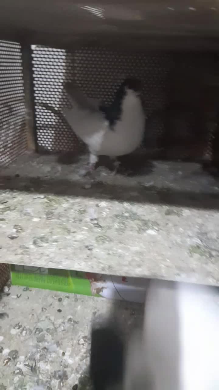 کبوتر|پرنده|صدرا-فارس, فاز ۲|دیوار