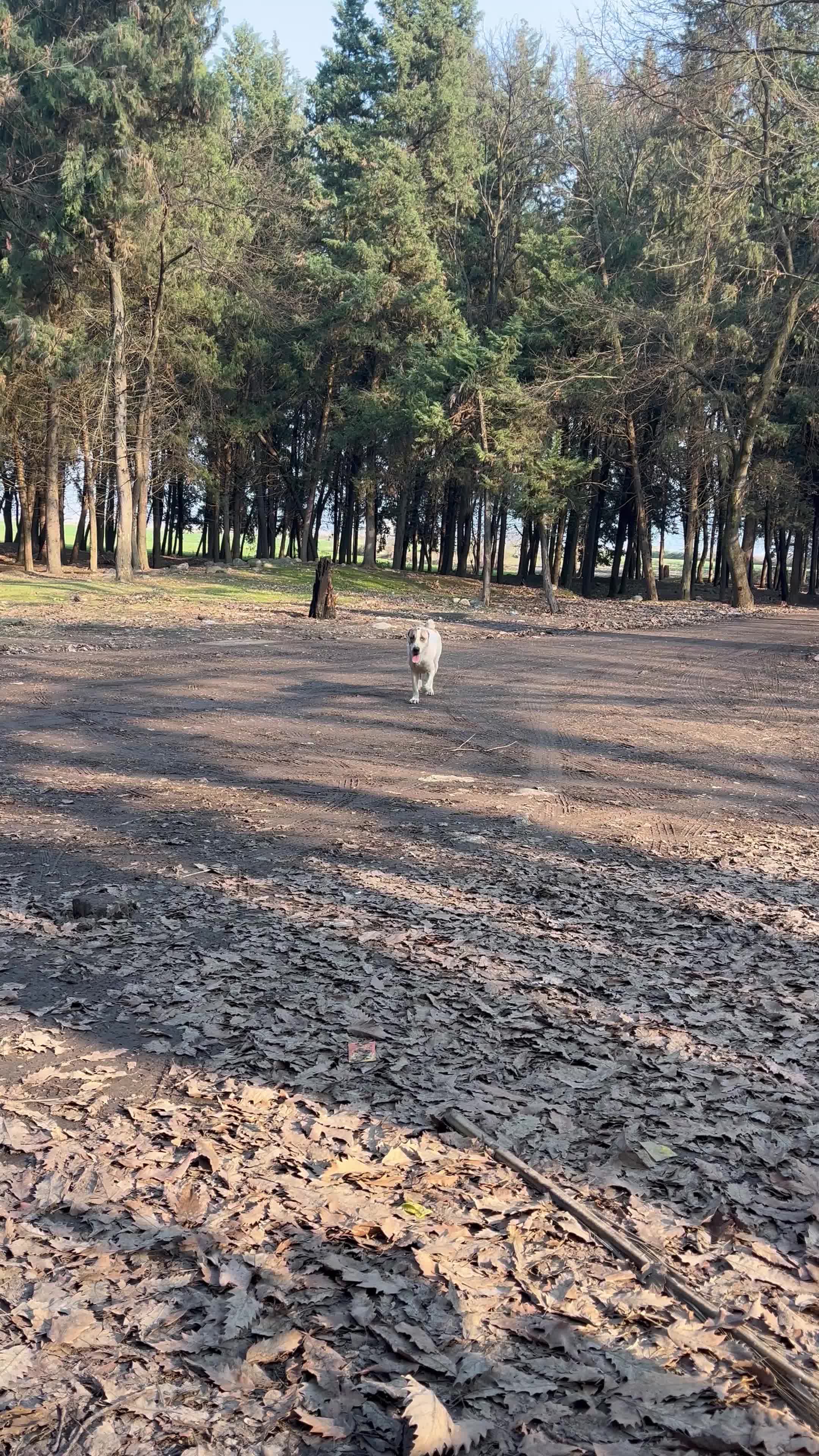 سگ الابای|سگ|خان ببین, |دیوار