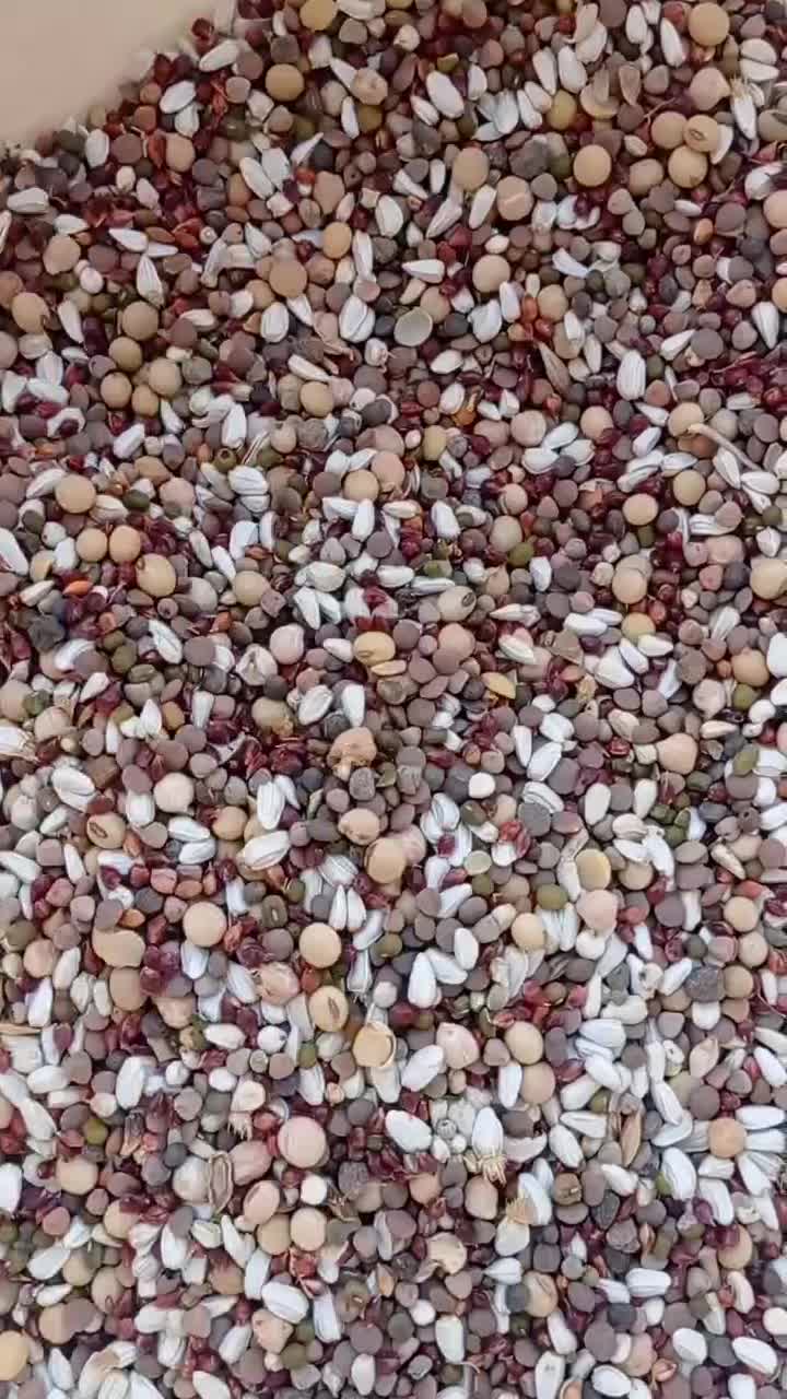گندم کبوترمرغ ارزن شیرازعروس طوطی کوتوله گرینچیک|لوازم جانبی حیوانات|مشهد, ولیعصر (شهرک غرب)|دیوار