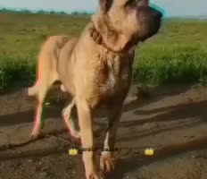 سگ گله ای سرابی|سگ|اسفرورین, |دیوار