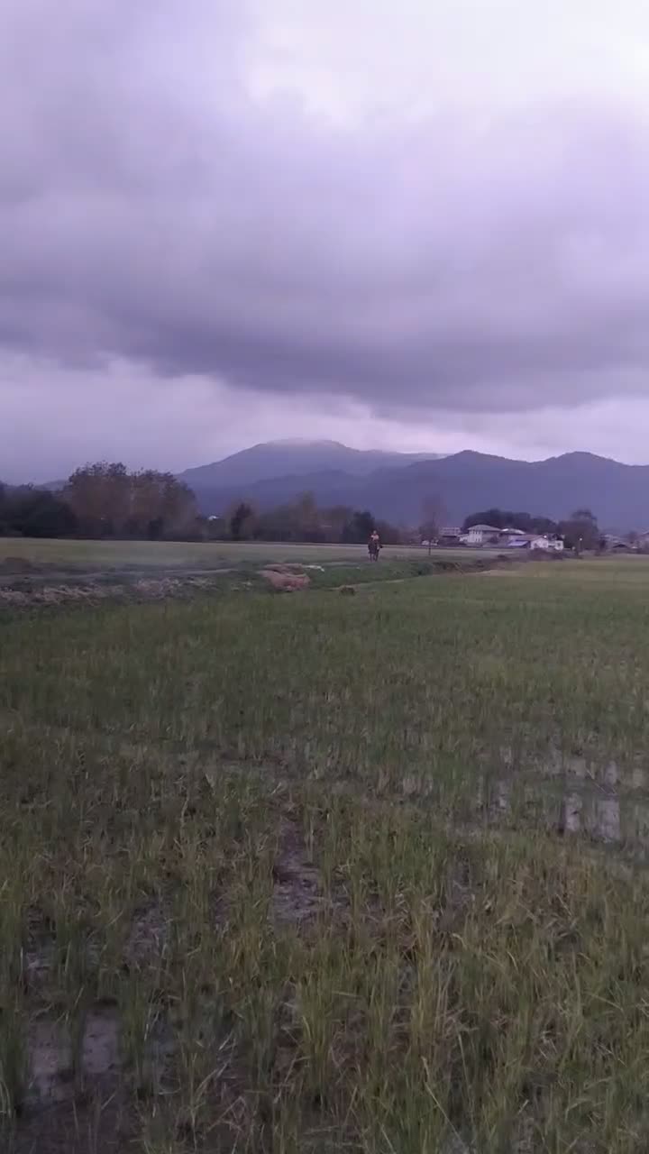 اسب کهر سال7 اخته|اسب و تجهیزات اسب‌سواری|لنگرود, |دیوار