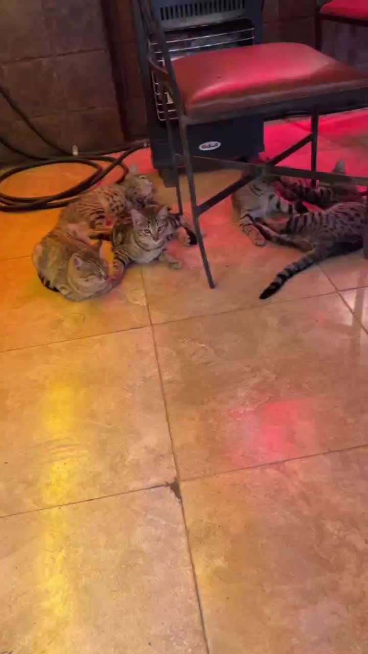 واگذاری گربه فقط با تعهد|گربه|تهران, درکه|دیوار