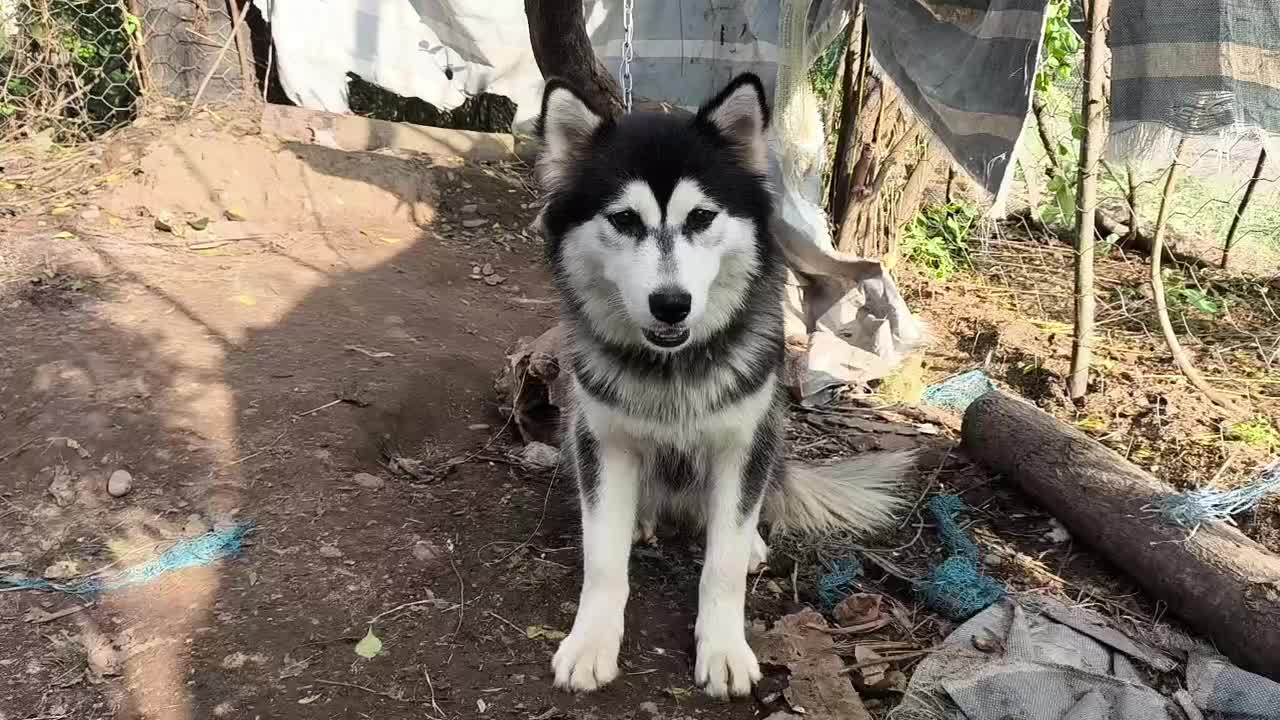 سگ هاسکی ماده|سگ|لولمان, |دیوار