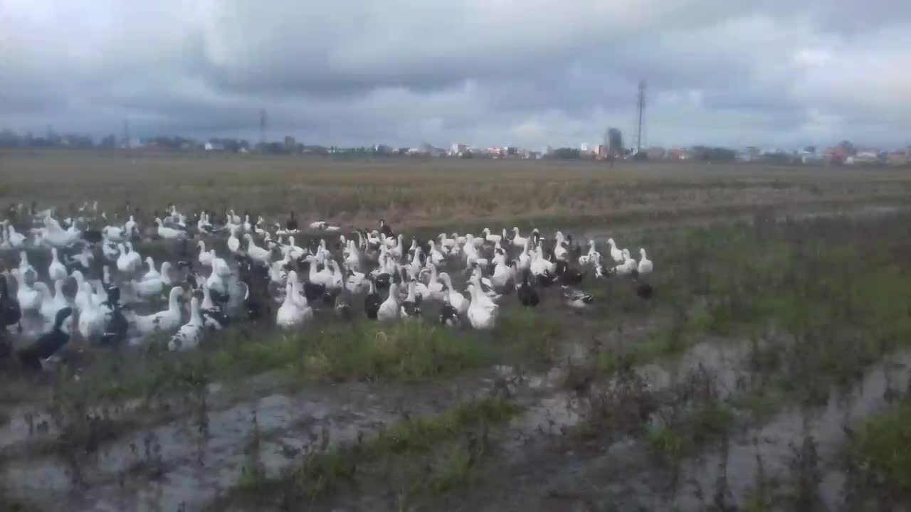 اردک پکنی|حیوانات مزرعه|کیاشهر, |دیوار