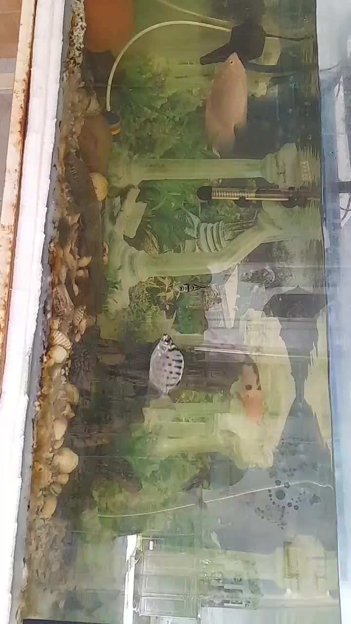 ماهی و آکواریوم|ماهی|یزد, |دیوار