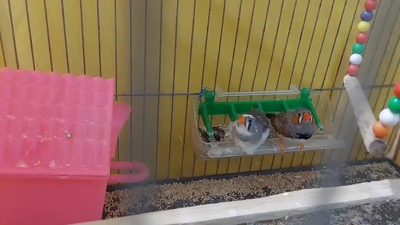 فروش فوری پرنده فنچ|پرنده|ساری, |دیوار