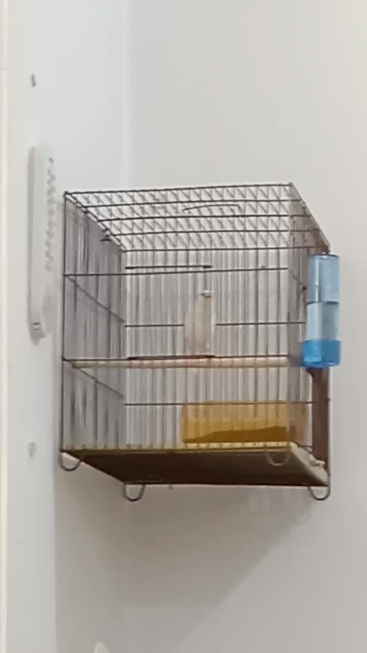 قناری نر|پرنده|برازجان, |دیوار