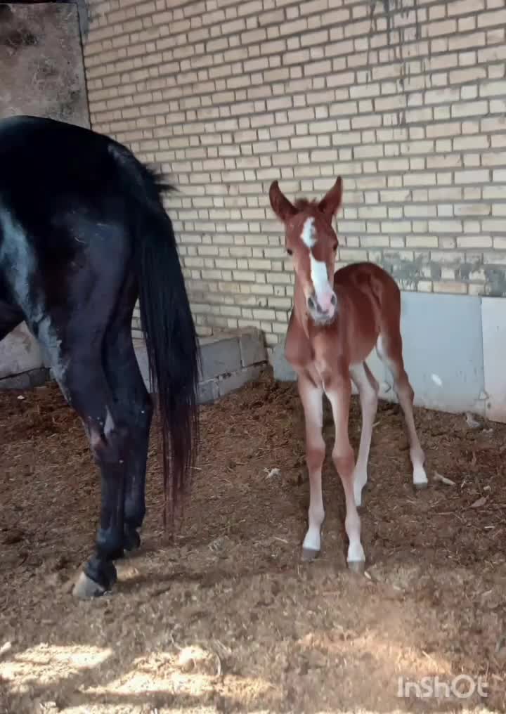 اسب مادیون عرب|اسب و تجهیزات اسبسواری|امیدیه, |دیوار