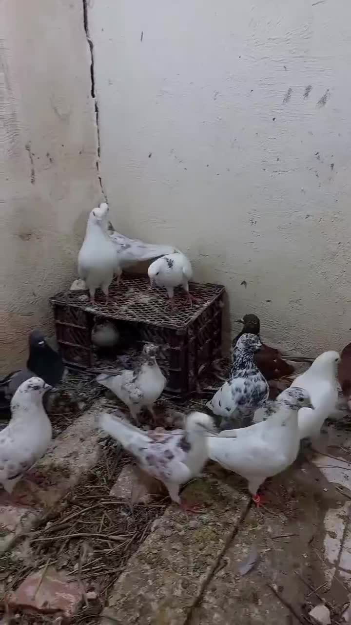 کفتر پرشی|پرنده|سلماس, |دیوار