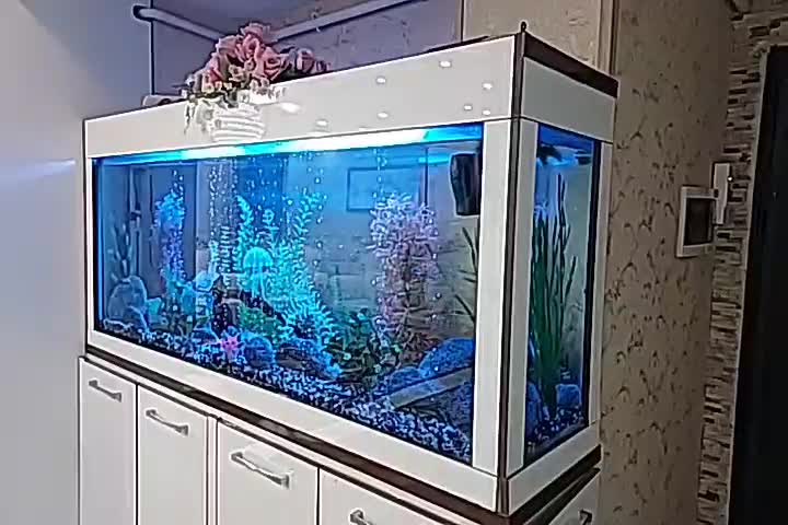 آکواریوم|ماهی|محمدیه-قزوین, |دیوار