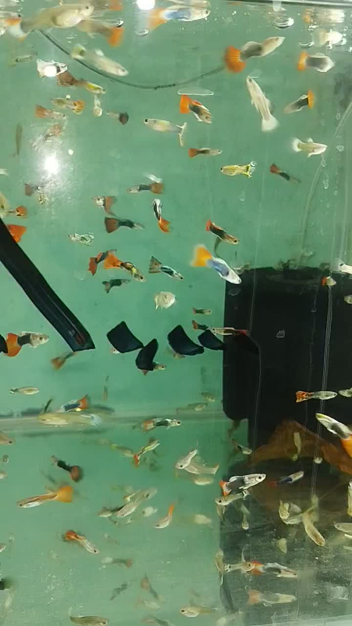 انواع ماهی آکواریوم از ۵۰۰۰تا۲۰۰۰۰|ماهی|مشهد, بهاران|دیوار