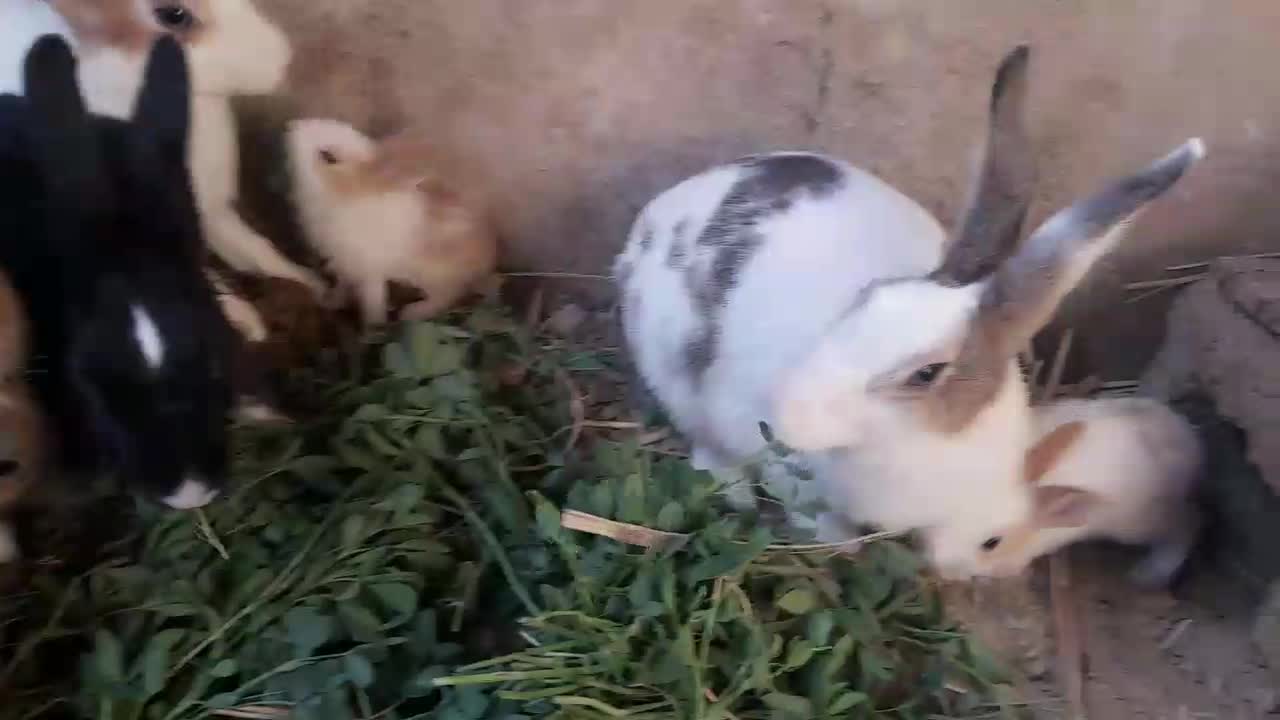 خرگوش|موش و خرگوش|زابل, |دیوار