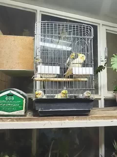 طوطی عروس هلندی|پرنده|شهریار, حصار ساتی|دیوار