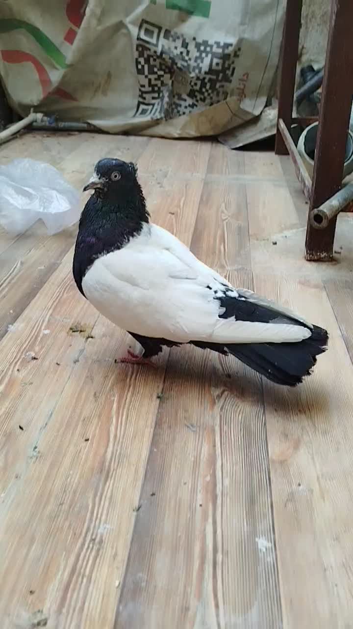 کفتر سینه دم سیاه|پرنده|قم, تولید دارو و یخچال|دیوار