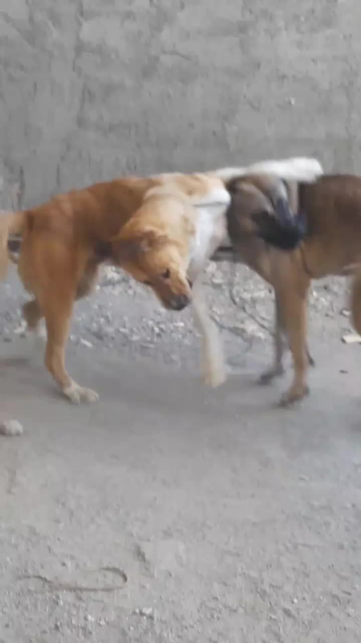 معاوضه ماده عراقی با توله سرابی یا عراقی|سگ|بهارستان, |دیوار