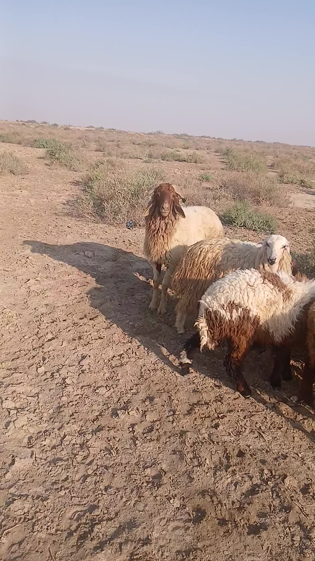 قوچ عراقی اصل عراقی|حیوانات مزرعه|اهواز, پردیس|دیوار