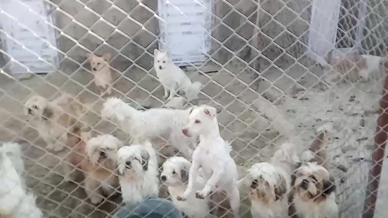 واگذاری شیتزو و اشپیتز|سگ|سیاخ دارنگون, |دیوار