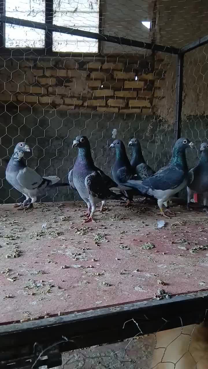 کبوتر پلاکی مسافتی|پرنده|حمیدیا, |دیوار