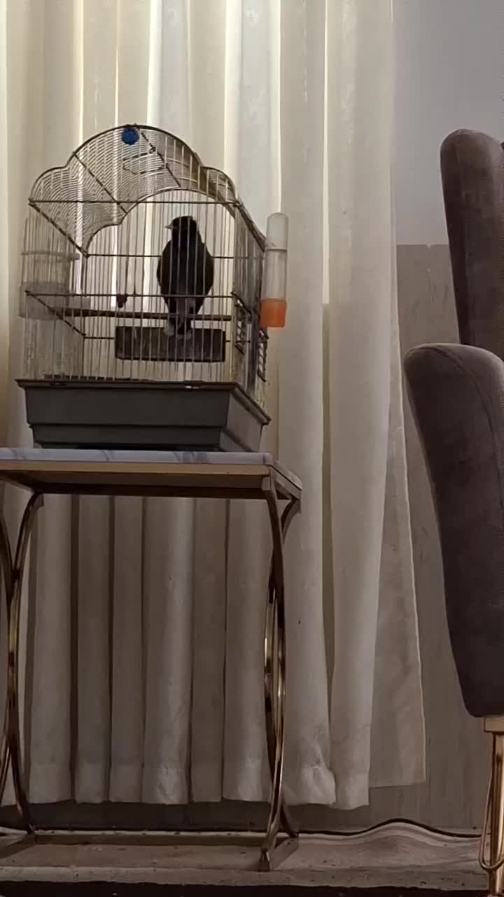 مرغ مینا سخنگو نژاد چشم ستاره ای|پرنده|ایلام, |دیوار