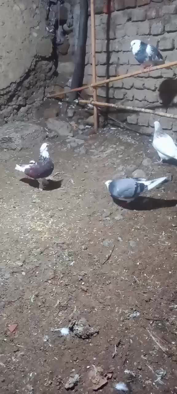 کفترگردن کلفت مخصوص جفتگاه|پرنده|علیآباد کتول, |دیوار