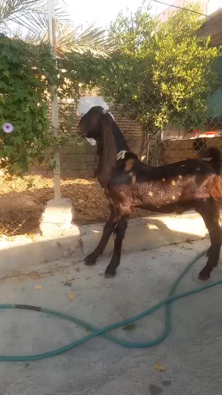 نر بز افغانی پلنگی|حیوانات مزرعه|شوش, |دیوار