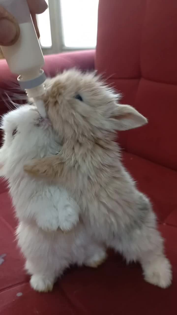 خرگوش لوپ چشم ابی.و خرگوش مینیاتوری|موش و خرگوش|تبریز, |دیوار