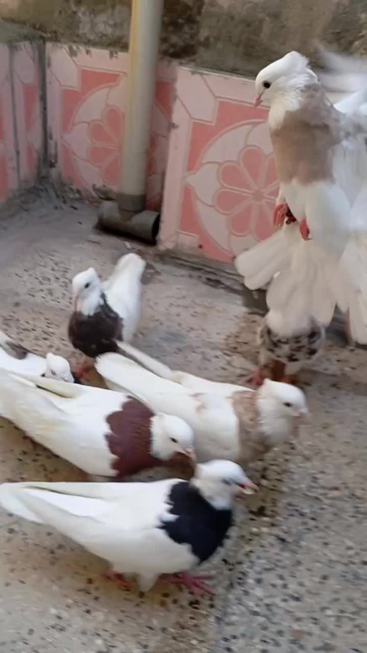 طوق|پرنده|کرمانشاه, |دیوار