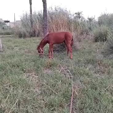 کره نریان ۸ ماهه خط خونی کورسی|اسب و تجهیزات اسبسواری|آبادان, |دیوار