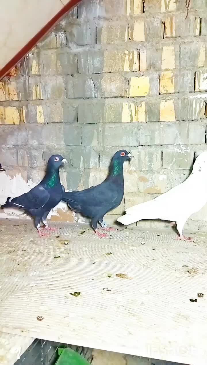 کفتر پلاکی دسته رسید|پرنده|یزد, |دیوار