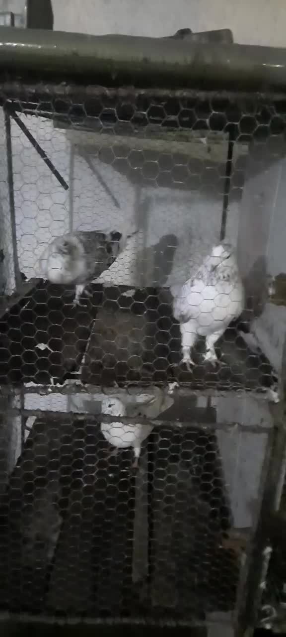 کبوتر پرشی ....|پرنده|فریدون‌کنار, |دیوار