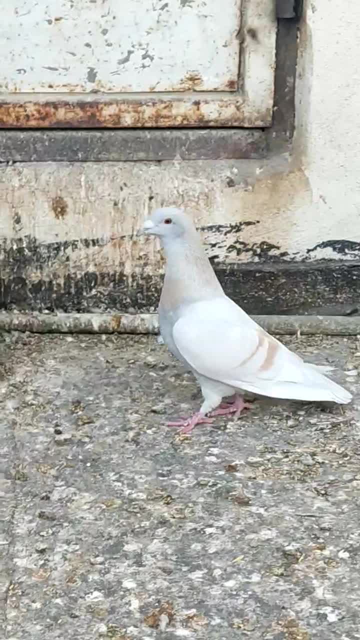 پرنده خوب|پرنده|برازجان, |دیوار