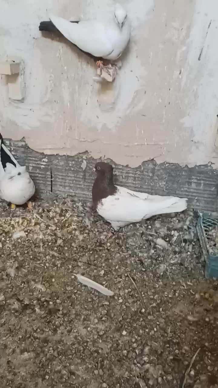 دم سفید|پرنده|شیراز, شهرک صنعتی شیراز|دیوار