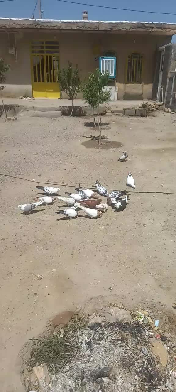 کفتر|پرنده|بروجرد, |دیوار
