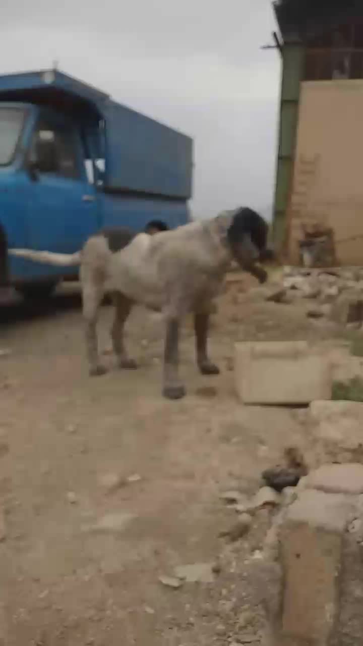 واگزاری توله قدرجونی اصیل|سگ|خرم‌آباد, |دیوار