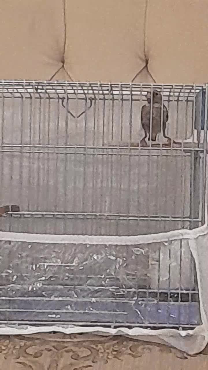 جوجه سهره آوازخان|پرنده|تبریز, |دیوار