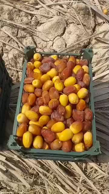 رطب عسلی خرمای کبکاب خشت|خوردنی و آشامیدنی|فولادشهر, فولادشهر|دیوار