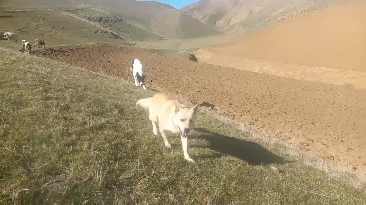 پاکوتاه نر اشپیتز|سگ|بیله سوار, |دیوار