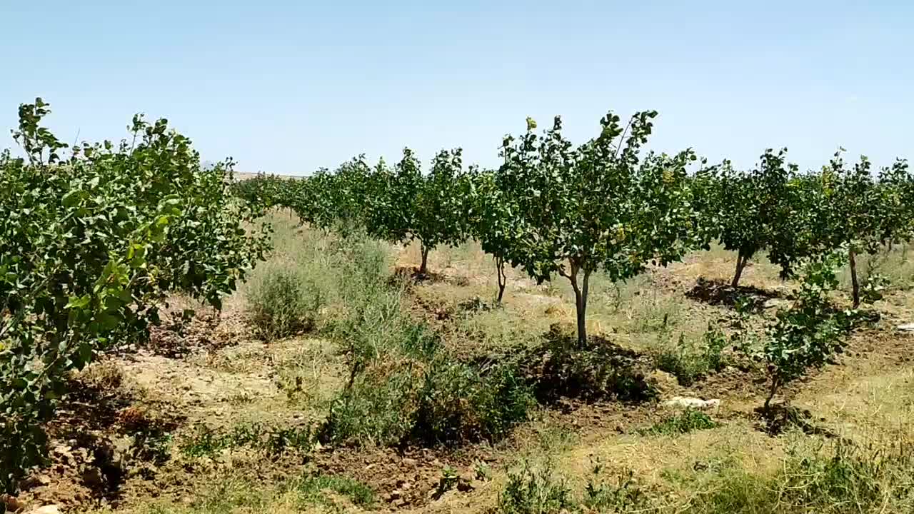 باغ پسته ۲.۵هکتار ۱۰ساله۱۲ساعت اب ۲۰کیلومتری مشهد|فروش دفتر صنعتی، کشاورزی، تجاری|مشهد, تبادکان|دیوار