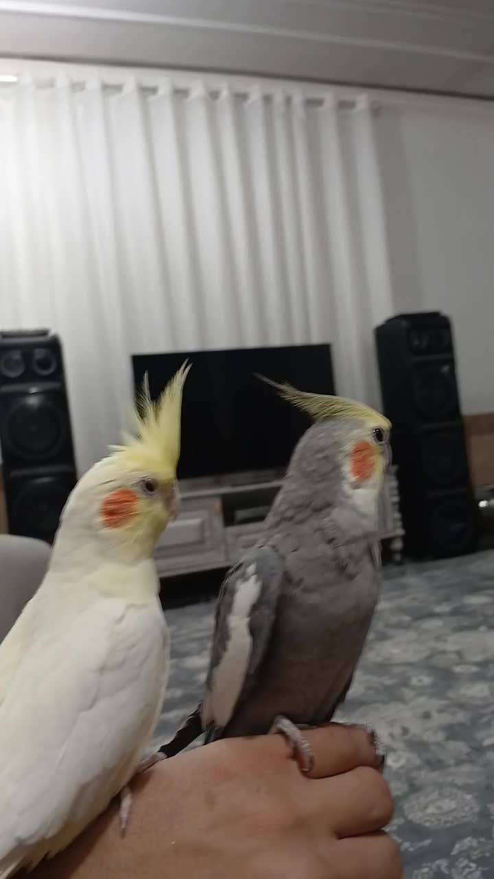 یک جفت عروس هلندی دستی|پرنده|تربت جام, میان جام|دیوار