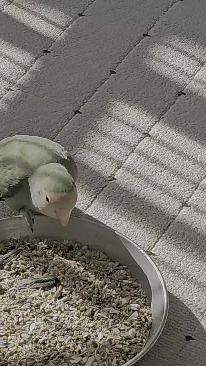 پرندگان|پرنده|روانسر, |دیوار