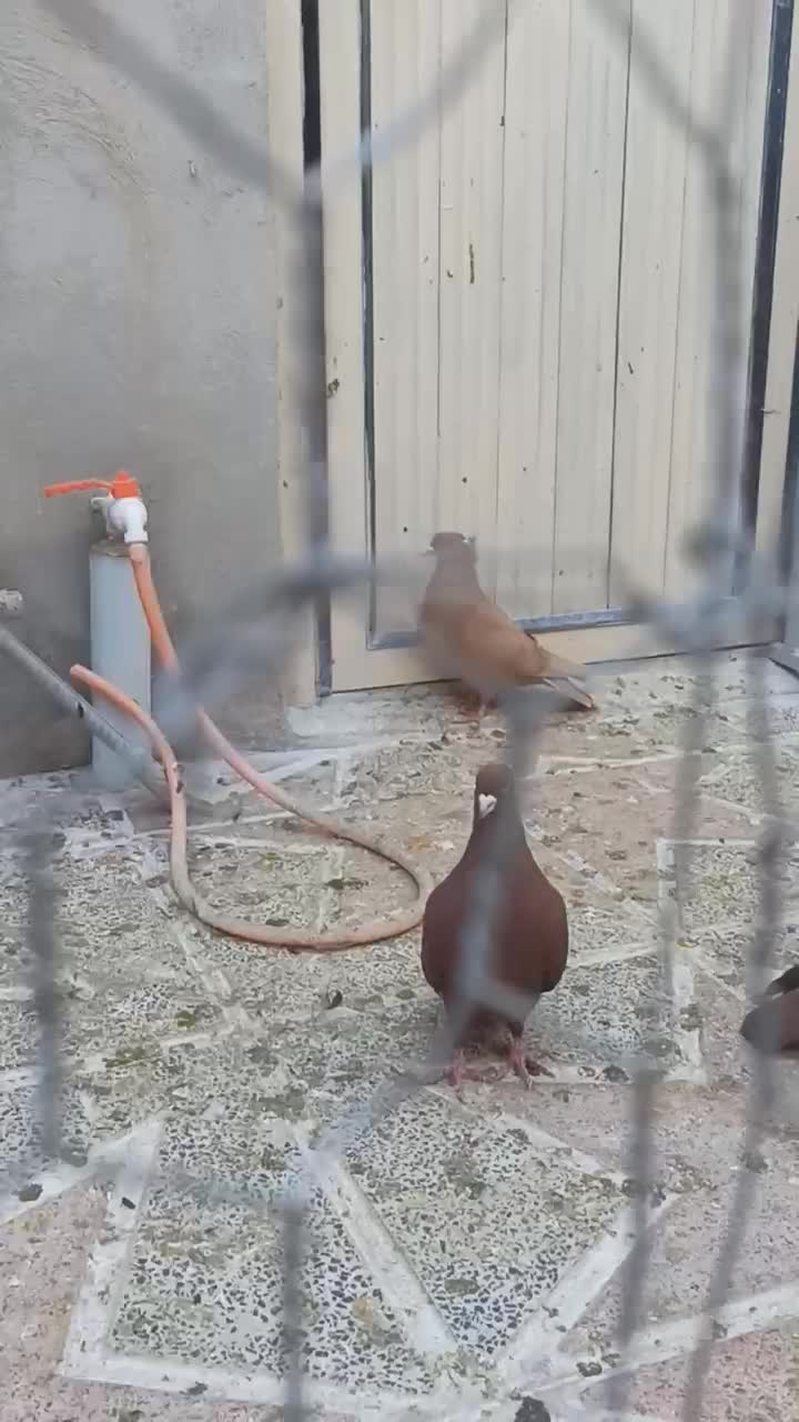 زرد وسرخ کاکلی|پرنده|کنگاور, |دیوار