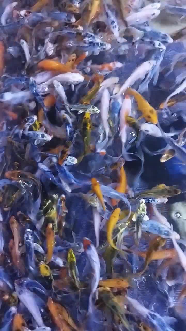 انواع ماهی کپور رنگی امور و کوی رنگارنگ|ماهی|تهران, وردآورد|دیوار