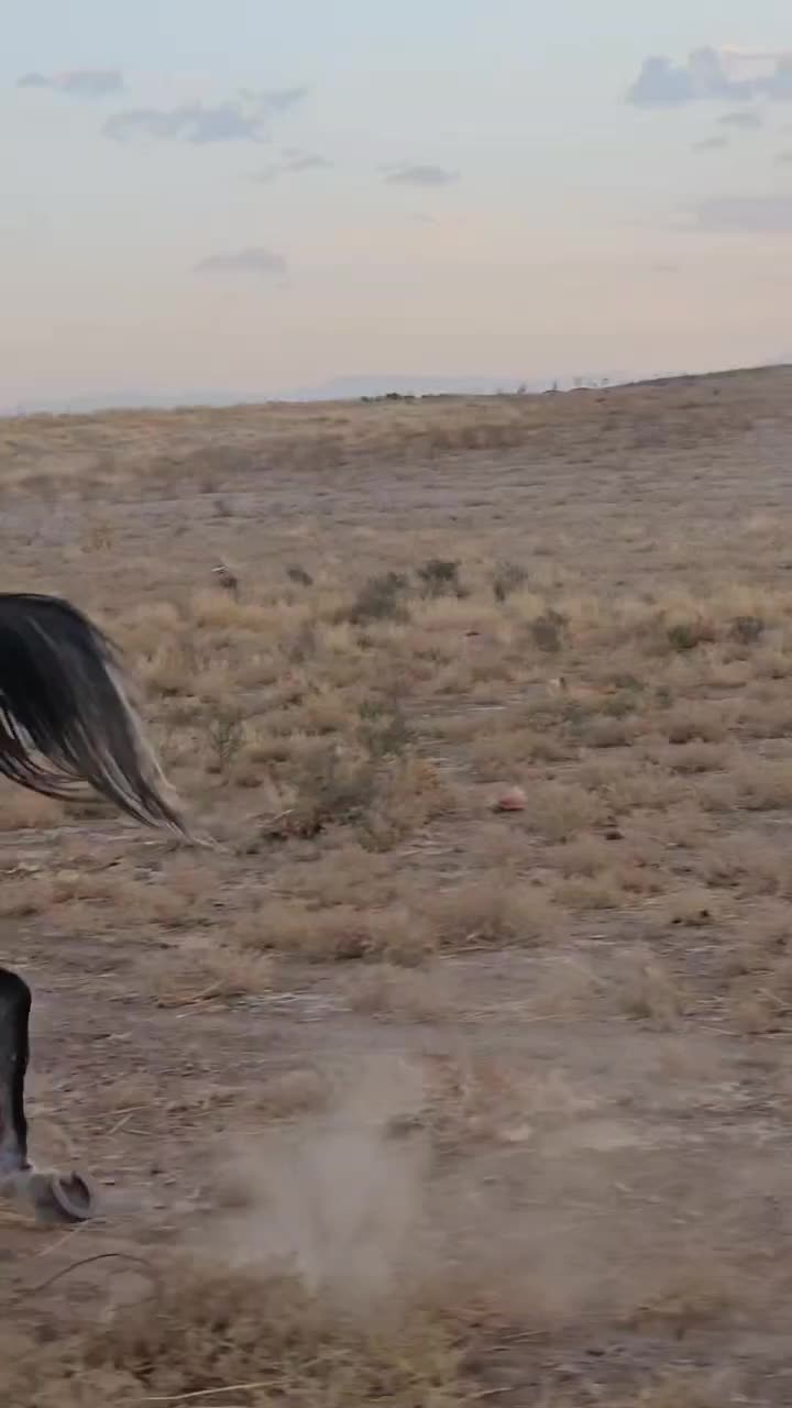 خرید و فروش اسب، پانسیون، آموزش سوارکاری|حیوانات مزرعه|مشهد, کلاکوب|دیوار