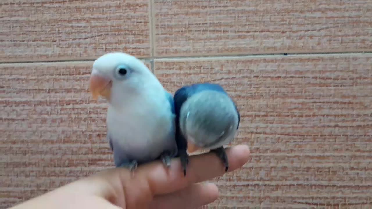 کوتوله بزیلی یووینگ|پرنده|قم, یزدانشهر|دیوار