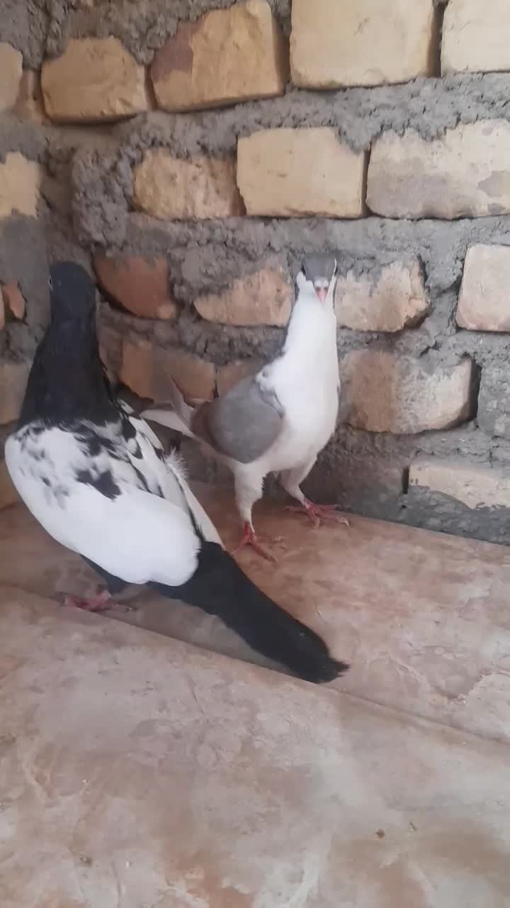 کبوتر سینه ای و اصفهانی|پرنده|مهریز, |دیوار