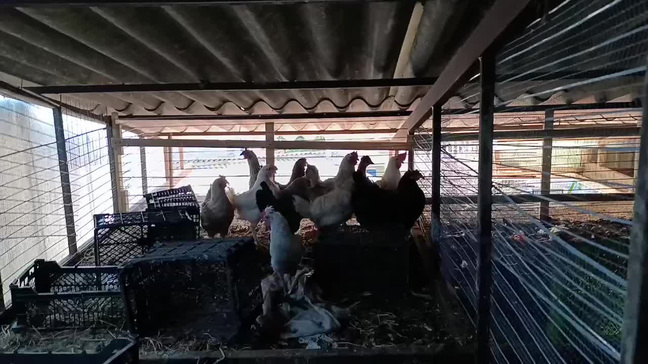 گلین|حیوانات مزرعه|خرم‌آباد (تنکابن), |دیوار