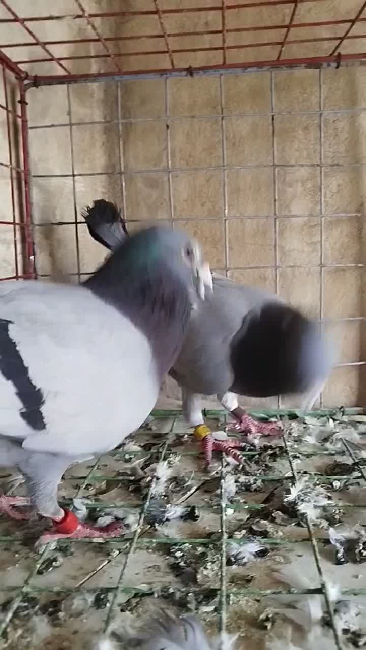 سلام جفت 500نشسته|پرنده|گنبد کاووس, |دیوار