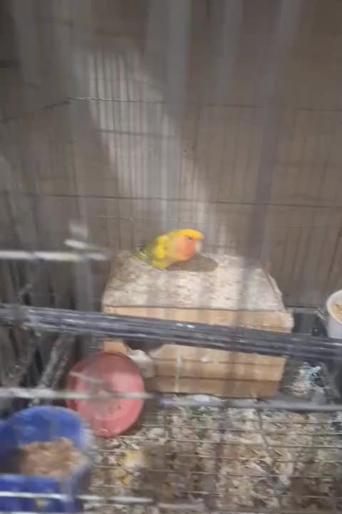 طوطی برزیلی جفت جوجه دار و مولد|پرنده|ری, امین آباد|دیوار