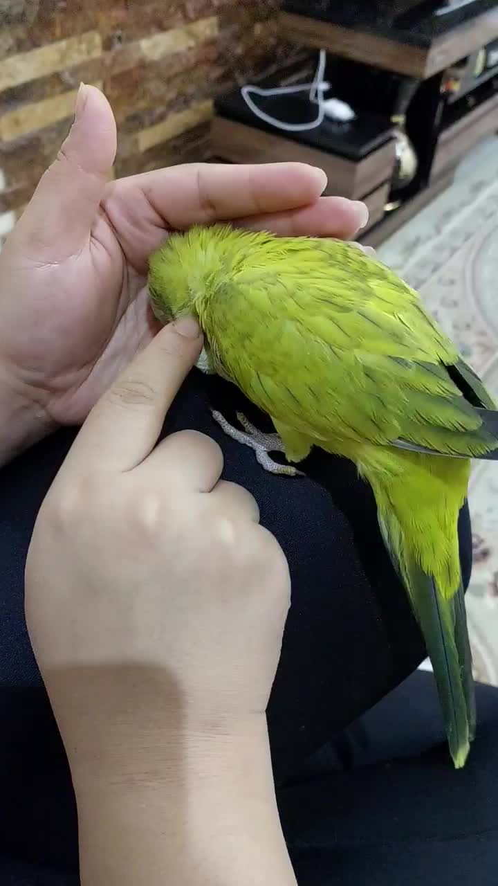 راهب|پرنده|کرج, باغستان|دیوار